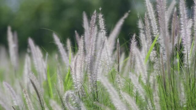 Flower ,Desho grass against evening sun,selective focus