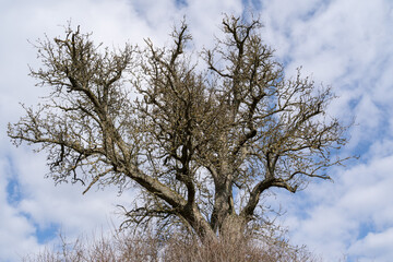 Old leafless tree with cloudy sky in the background in spring