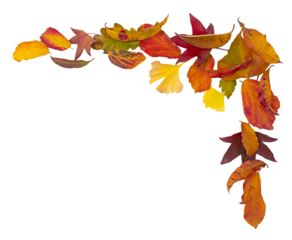 Feuilles mortes en automne disposées en angle