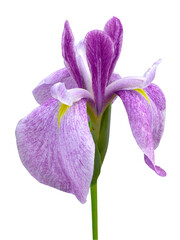 Fleur de lys violet