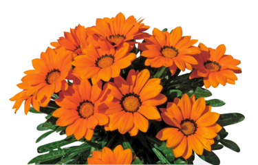 Gazania orange