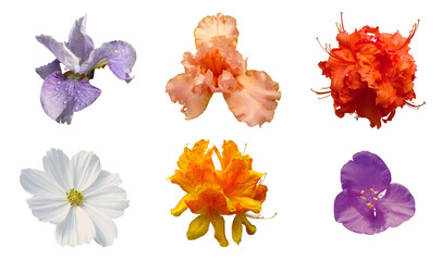 Diverse fleurs au printemps