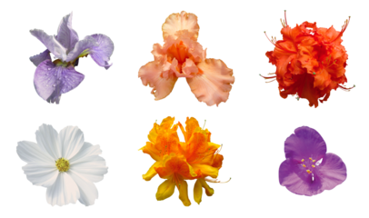 Diverse fleurs au printemps