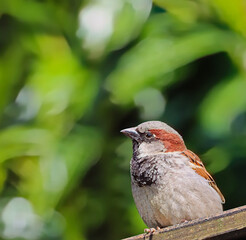 A little sparrow sits on a roof and looks around
