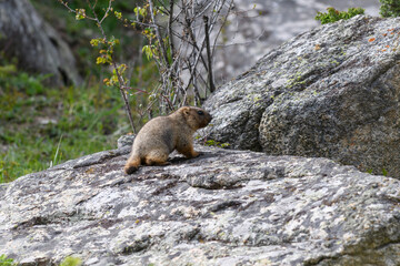Marmot (Marmota Marmota) standing in rocks in the mountains. Groundhog in wilde nature.