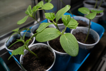 Cucumber seedlings in cups while growing on the windowsill