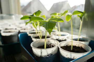 Young cucumber seedlings while growing up on the windowsill in spring