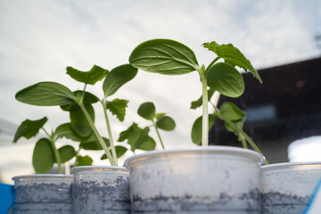 Cucumber seedlings while growing on the windowsill in spring 