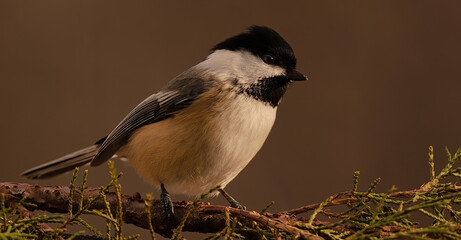 Black-capped Chickadee