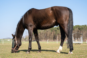 Obraz premium Brown horse grazing in meadow on a sunny day with blue sky in spring
