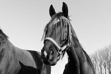 Black and white portrait of a beautiful horse with fly protection mask on the face 