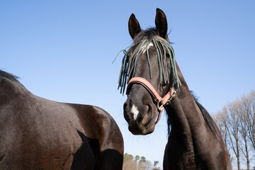 Portrait of a beautiful brown horse with fly protection mask on a sunny day with blue sky in spring