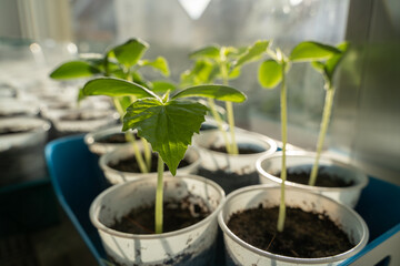 Green growing cucumbers seedlings on the windowsill in spring 