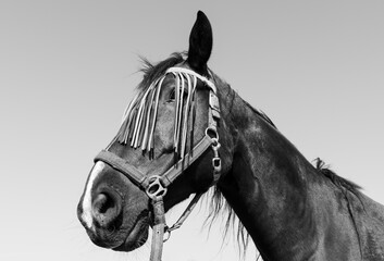 Horse with fly protection mask on the face in black and white