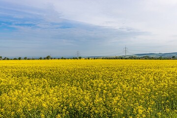 Obraz premium View over a blooming rapeseed field day in spring