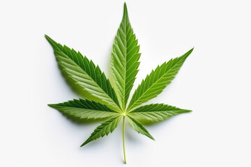 marijuana leaf isolated