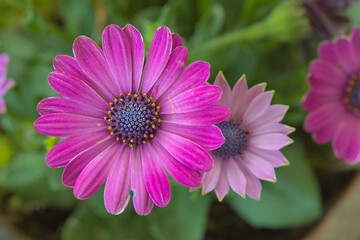 Fototapeta premium Many pink dimorphotheca ecklonis in the garden with green bokeh background