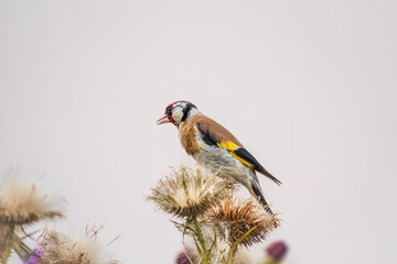 European goldfinch, feeding on the seeds of thistles. Carduelis carduelis.