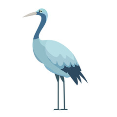 Obraz premium Blue crane bird flat style vector illustration, Stanley or paradise crane, Anthropoides paradiseus, the national bird of South Africa vector image