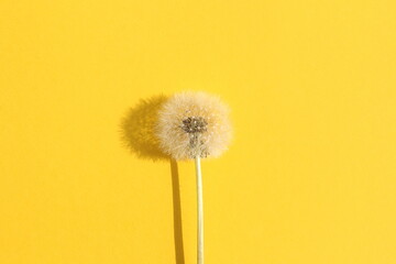 On a yellow background lies one flower of a faded dandelion.