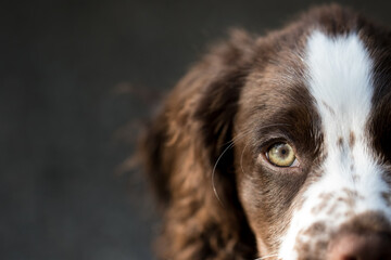 Spaniel dog close-up portrait with copy space.