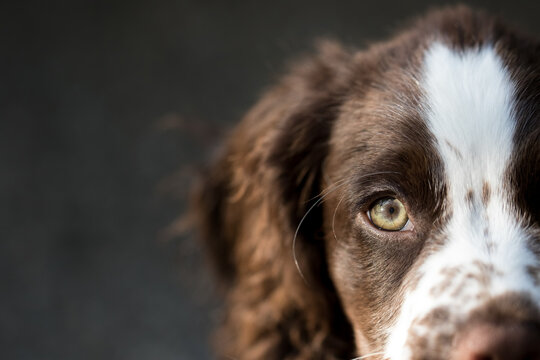 Spaniel dog close-up portrait with copy space. - Powered by Adobe