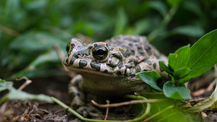 A frog among the leaves. Green frog. Frog close-up. Amphibia in the wild. Amphibious animals. Frog eyes. Yellow animal eyes