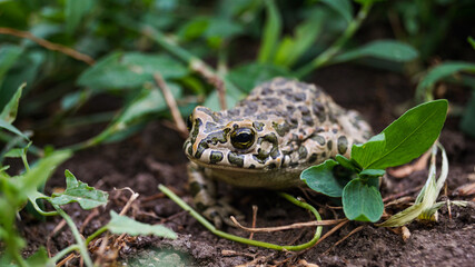A frog among the leaves. Green frog. Frog close-up. Amphibia in the wild. Amphibious animals. Frog eyes. Yellow animal eyes