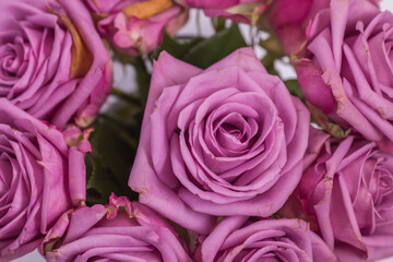 pink roses background