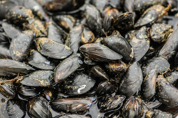 Fresh black mussels mollusk on a scale in a local fish market, sea fruits, sushi, close up