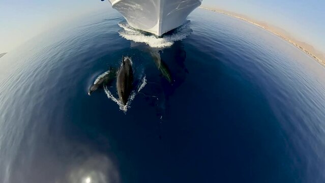 4k video of Bottlenose Dolphins (Tursiops truncatus) riding the bow waves of a dive boat in the Red Sea, Egypt