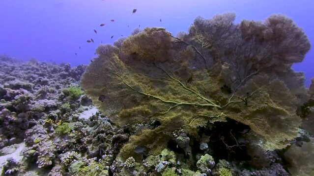 4k video of Giant Gorgonian Sea Fans (Subergorgia hicksoni) in the Red Sea, Egypt