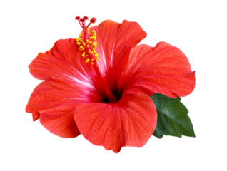 bright red hibiscus flower isolated