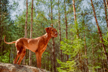 Red hunting vizsla dog in a coniferous forest