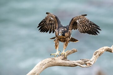 Juvenile peregrine falcon taking first wing stretch flights over the Pacific ocean in San Pedro, Los Angeles