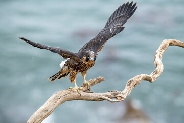 Juvenile fledgeling peregrine falcon taking first flight onto a perch over the Pacific ocean in San Pedro, California