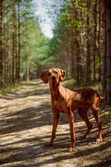 Red hunting vizsla dog in a coniferous forest
