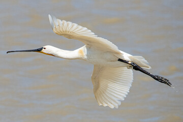 Eurasian spoonbill (Platalea leucorodia) is a common bird in aiguamolls emporda girona spain