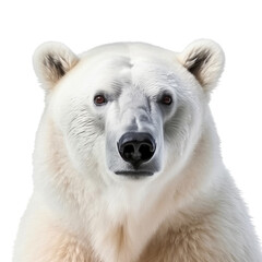 Close-up of a polar bear in front of a transparent background. Created with Generative AI tools
