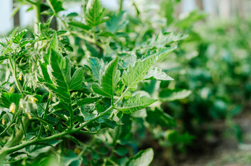 Close up young tomato plant leaves