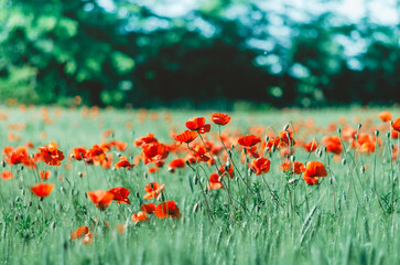 Rural Poppy Field with Selective Focus: a Blooming Landscape of Red Beauty