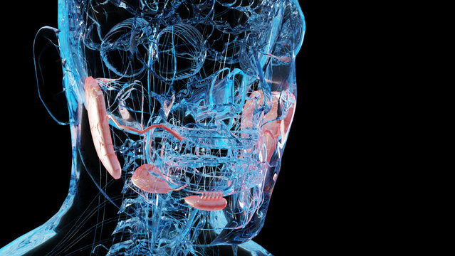 human salivary glands anatomy, human digestive mouth, sublingual , submandibular and parotid gland, Produce of saliva through a system of ducts, under and behind the jaw, 3d render