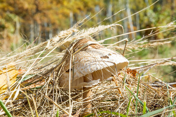 Mushroom umbrella with a white cap grows in the forest on a background of leaves