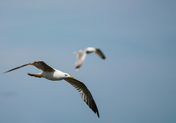 Seagull in flight, sky in the background