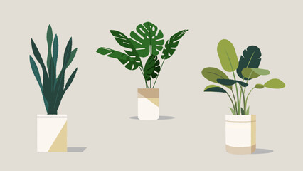 Large Pot Plant Vector Illustrations