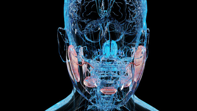 human salivary glands anatomy, human digestive mouth, sublingual , submandibular and parotid gland, Produce of saliva through a system of ducts, under and behind the jaw, 3d render