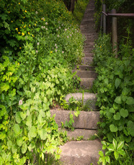 Old stairs in the forest