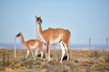 guanaco