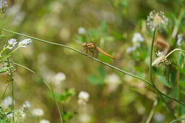 dragonfly on the grass