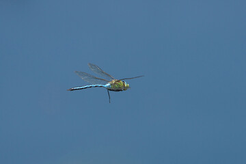 Fototapeta na wymiar Dragonfly on the branch